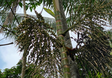 Discover the Amazon's Hidden Gem, The Science-Backed Benefits of Acai Berries