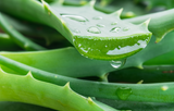 aloe vera benefits, aloe vera collagen, aloe vera for skin health, natural collagen support, plant-based collagen, aloe vera gut health, aloe vera hydration, aloe vera anti-aging, superplants collagen support