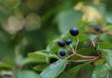 Maqui berries growing wild in Patagonia Chile, Beauty Berries deep purple powder, Maqui smoothie deep purple colour, Maqui berry close up, Antioxidant comparison maqui acai