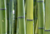 Tall green bamboo in forest, Collagen Support vanilla powder, Silica collagen skin diagram, Bamboo extract powder, Collagen Support latte in mug