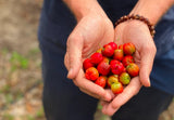 Acerola cherry vitamin C, Daily Greens shot morning, Camu camu powder, MultiVitamin whole food, Immune support plants