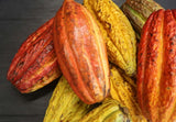 Raw cacao pods open showing deep purple beans on Peruvian farm, Pure cacao powder on wooden spoon, Happy Cacao jar, Warm frothed chocolate latte