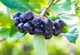 Aronia Berry Benefits: The Most Powerful Berry You've Probably Never Heard Of