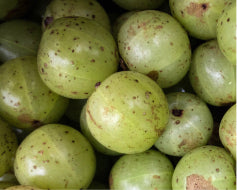 Amla Berry