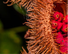 Annatto*