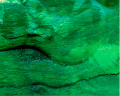 Chlorella*