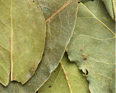 Curry Leaf*