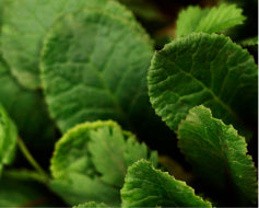 Holy Basil*
