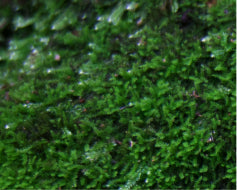 Lichen*